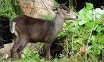 Crested deer - neuhvatljiv vampir
